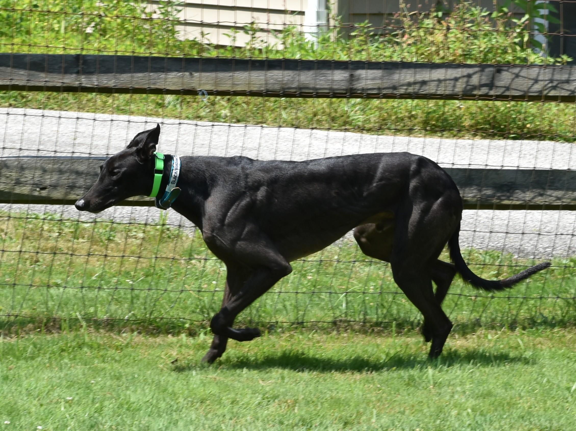 Enlarge Black Russian "Bozo", a Adoptable Greyhound in Chagrin Falls, OH image 3/4