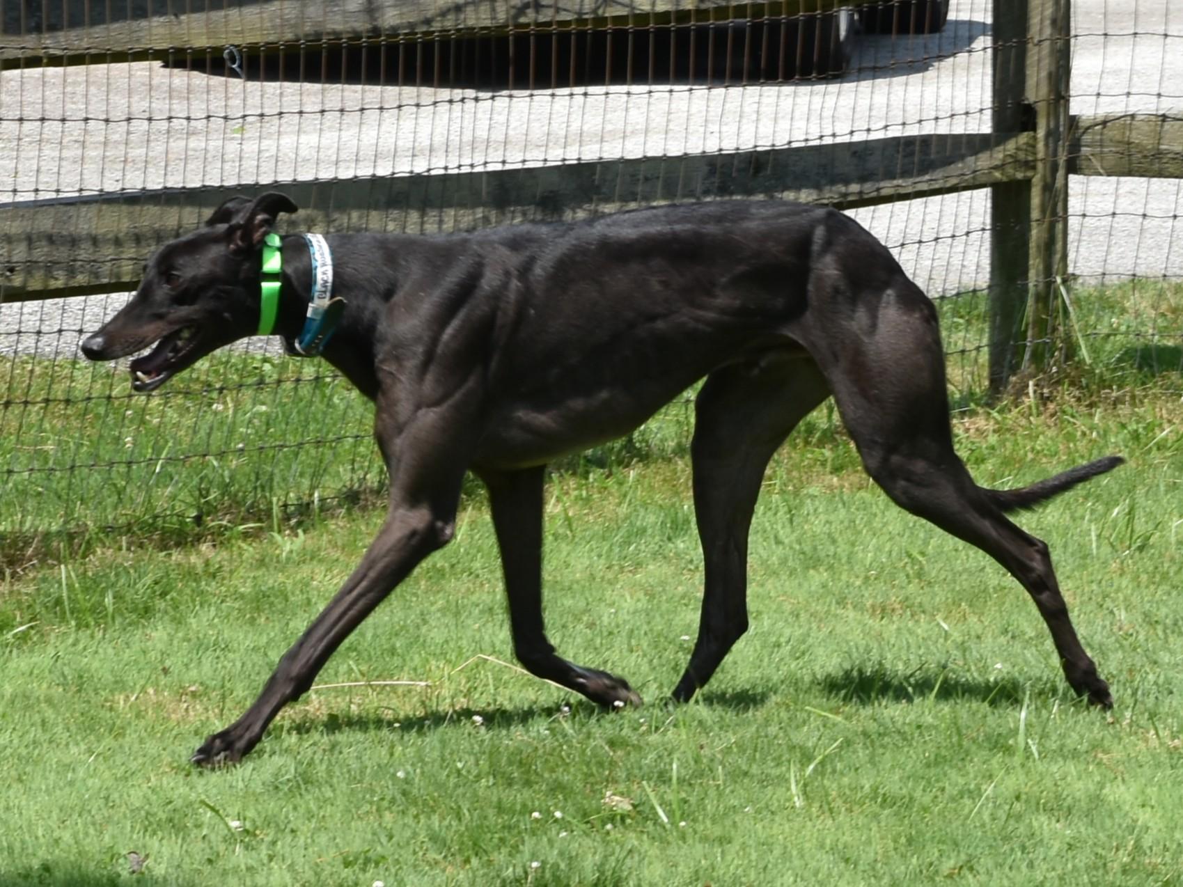 Enlarge Black Russian "Bozo", a Adoptable Greyhound in Chagrin Falls, OH image 2/4