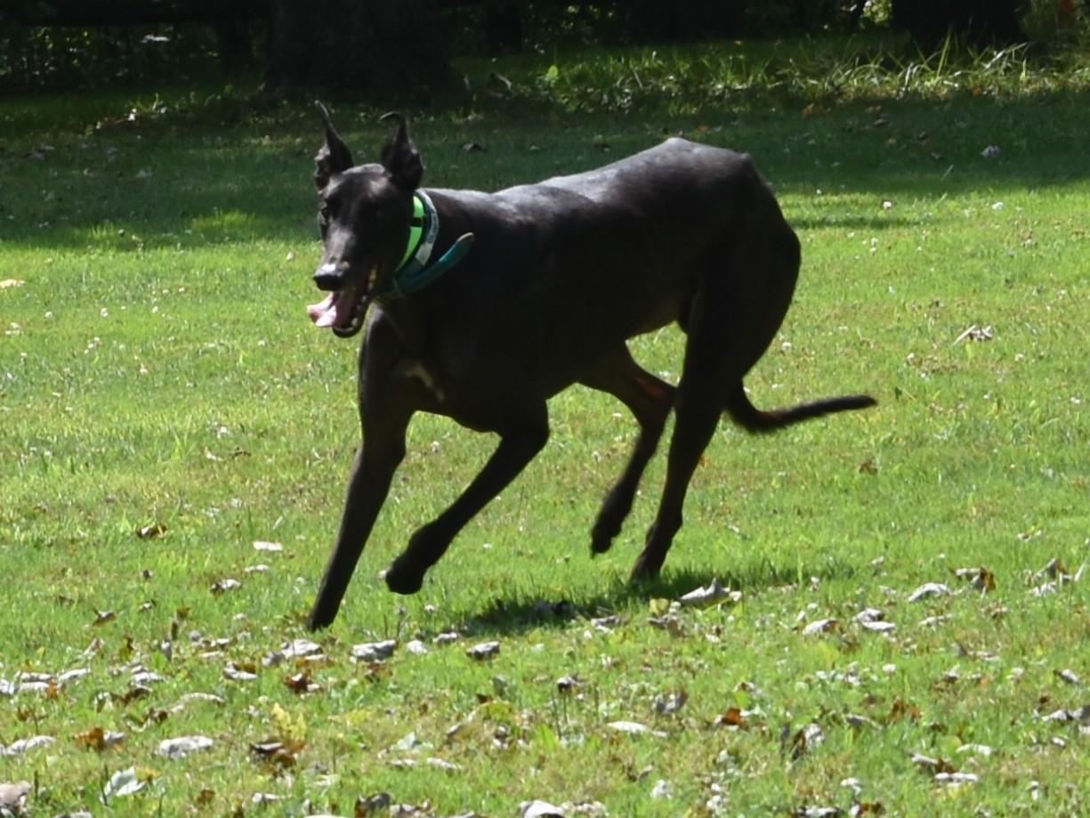 Enlarge Black Russian "Bozo", a Adoptable Greyhound in Chagrin Falls, OH image 1/4