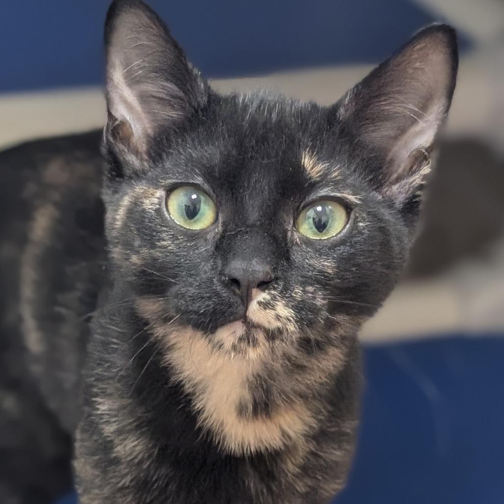 Enlarge Mocha, a Adoptable Domestic Short Hair in Sonoma, CA image 1/2