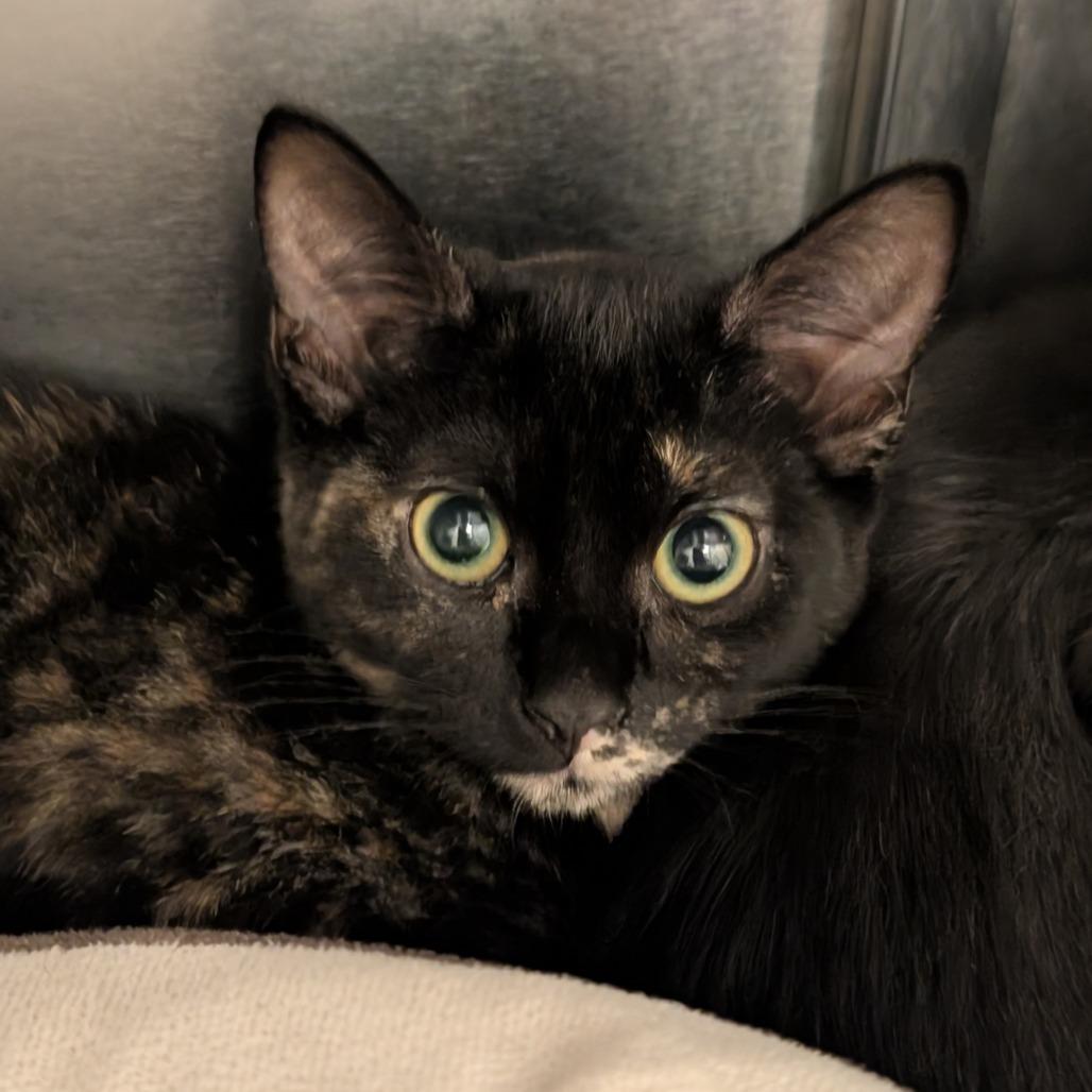 Enlarge Mocha, a Adoptable Domestic Short Hair in Sonoma, CA image 2/2