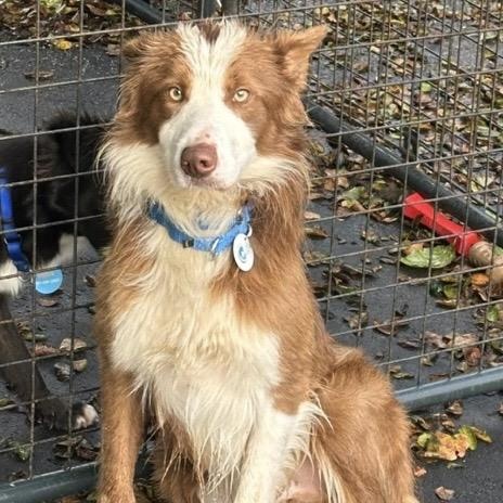 Enlarge Tex, a ADOPTABLE mixed breed in Santa Rosa, CA image 1/1