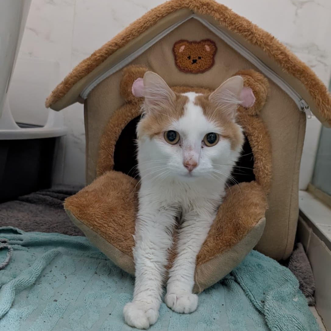 Maestro, ADOPTABLE, Young Male Domestic Long Hair.