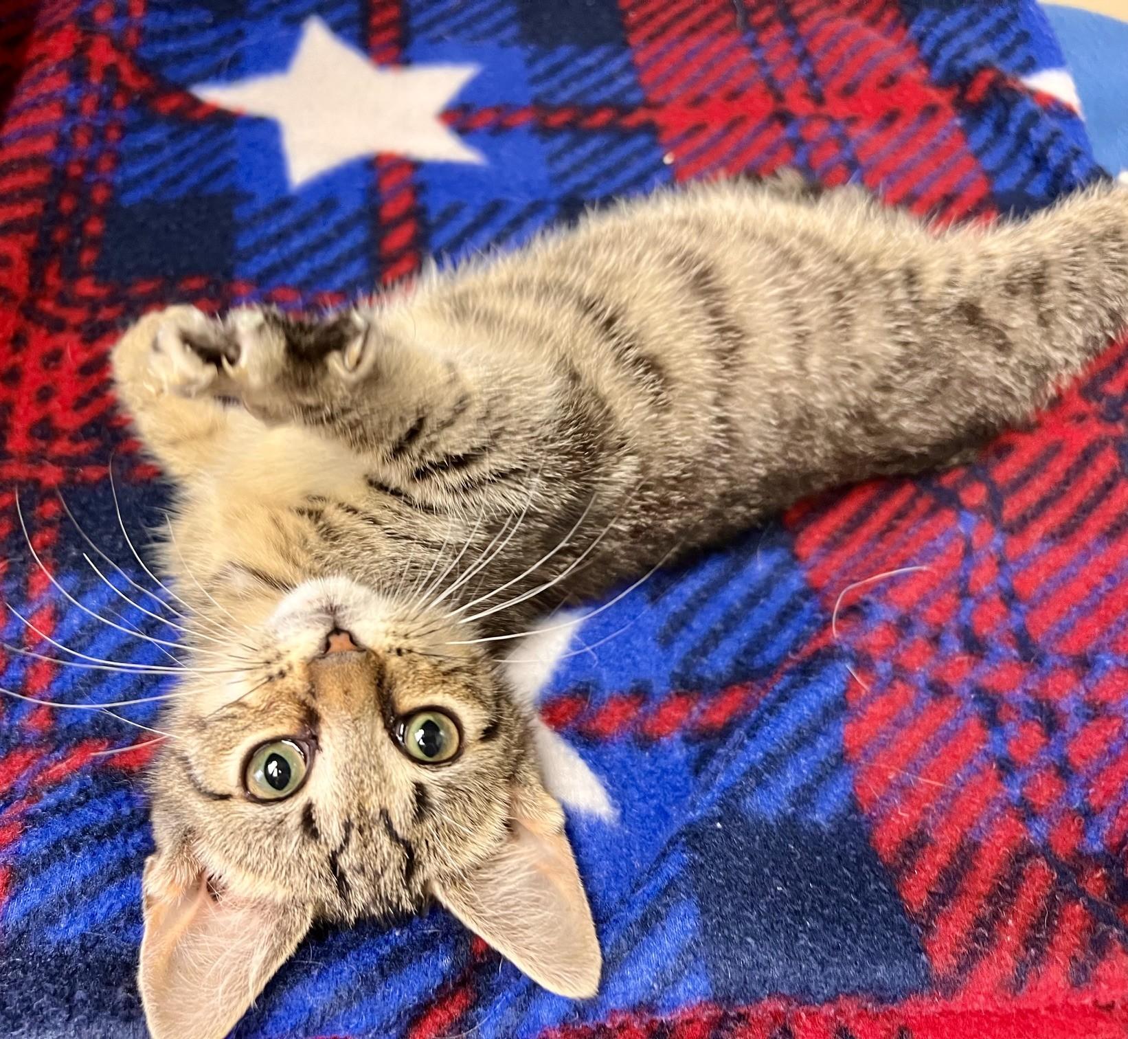 Enlarge Maple Mae, an adopted Domestic Short Hair in Edinburg, VA image 1/1