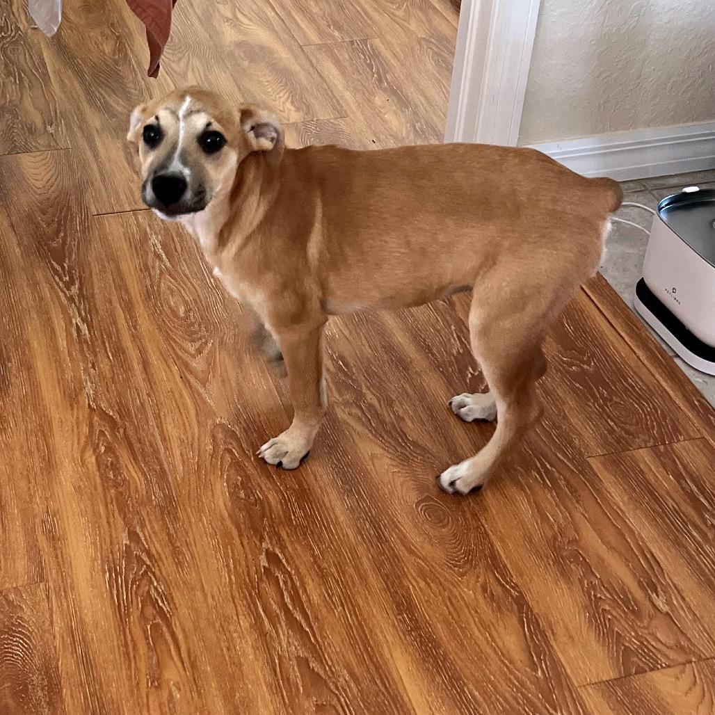 Angela Martin, Adoptable, Puppy Female Mixed Breed.