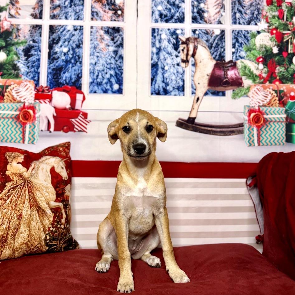 Angela Martin, a Adoptable Mixed Breed in North Port, FL image 3/6