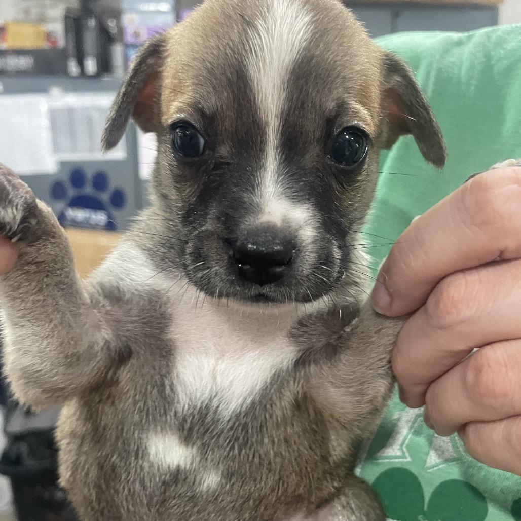 Angela Martin, a Adoptable Mixed Breed in North Port, FL image 5/6