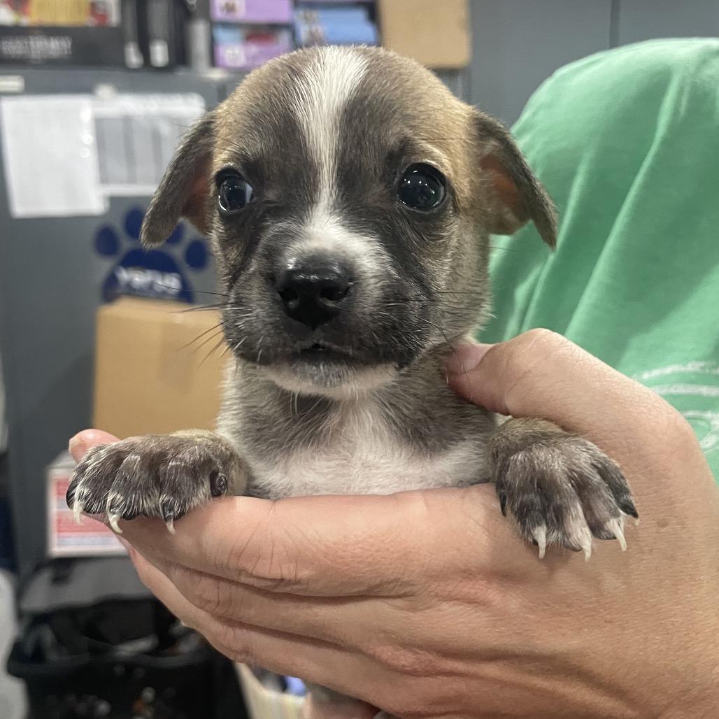 Angela Martin, a Adoptable Mixed Breed in North Port, FL image 6/6