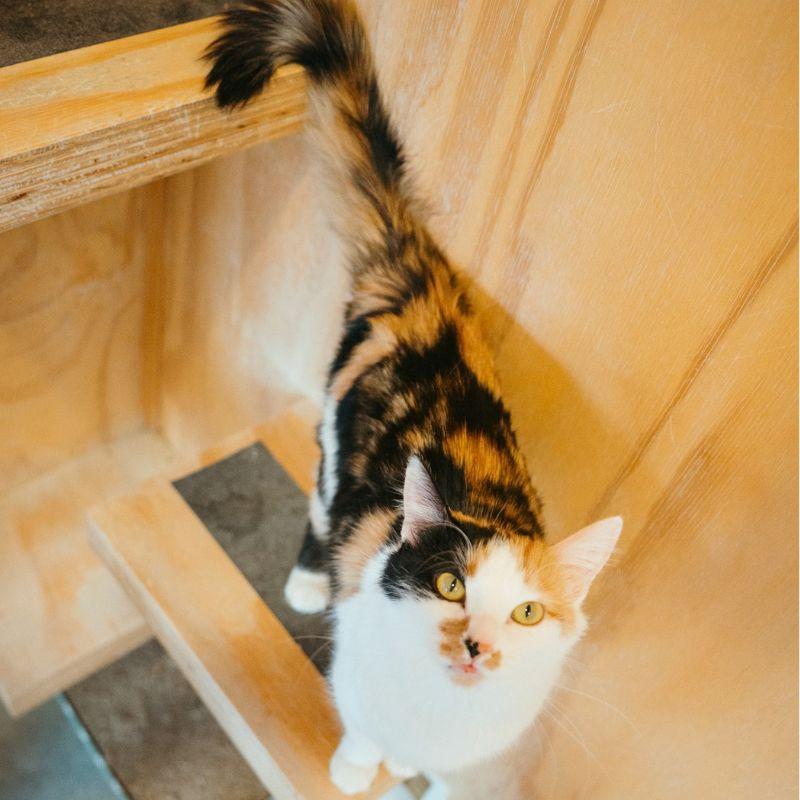 Enlarge Lilly, an adopted mixed breed in Jackson, WY image 4/6