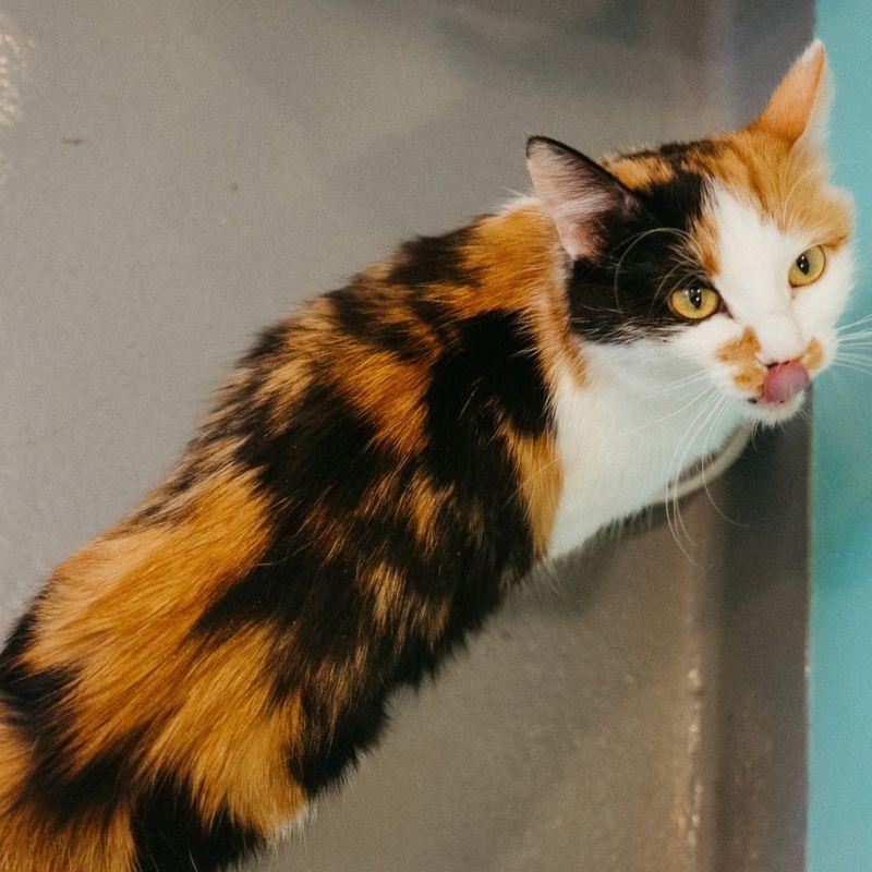 Enlarge Lilly, an adopted mixed breed in Jackson, WY image 3/6