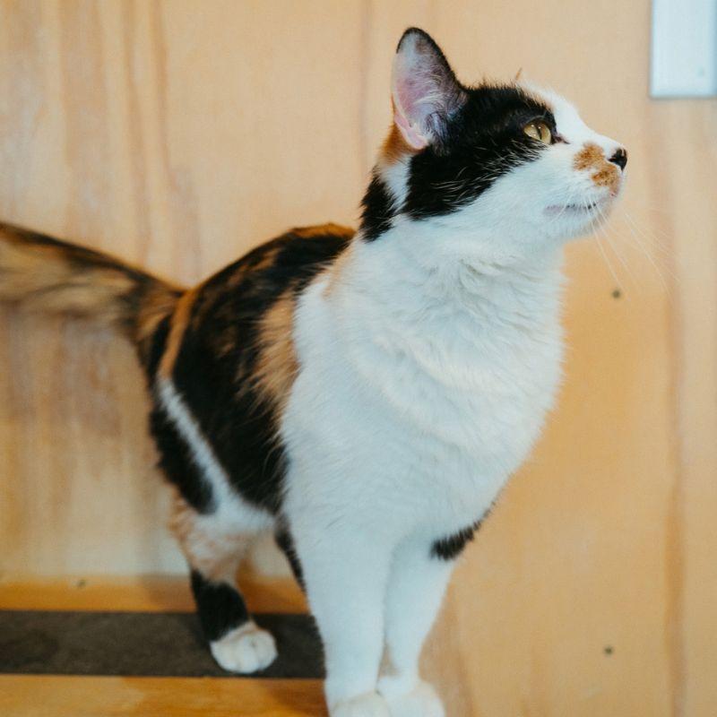 Enlarge Lilly, an adopted mixed breed in Jackson, WY image 5/6