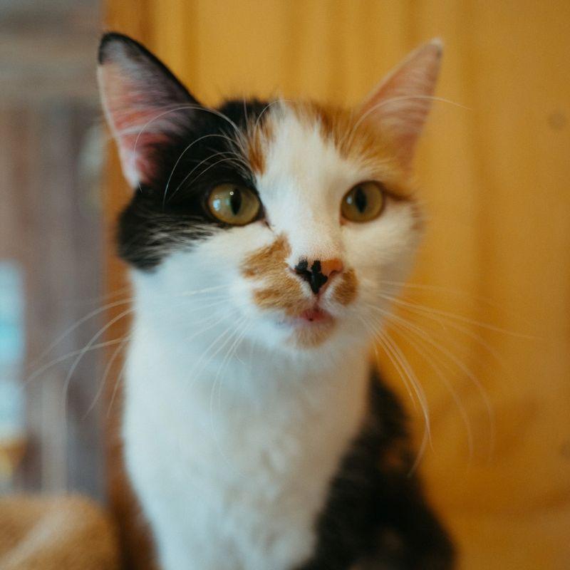 Enlarge Lilly, an adopted mixed breed in Jackson, WY image 1/6