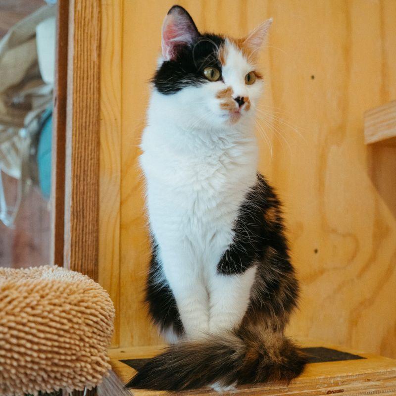 Enlarge Lilly, an adopted mixed breed in Jackson, WY image 2/6