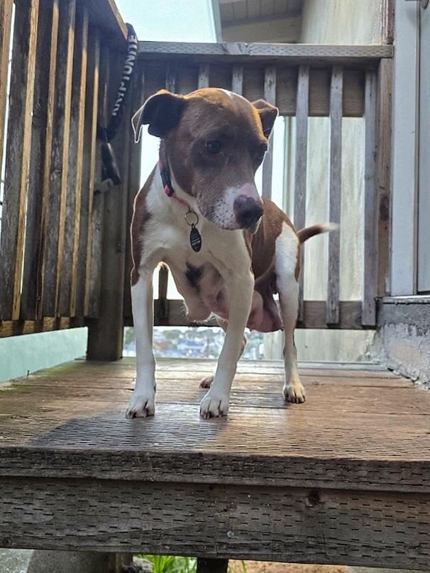 Carolina Reaper, Adoptable, Adult Female Terrier & Mixed Breed.