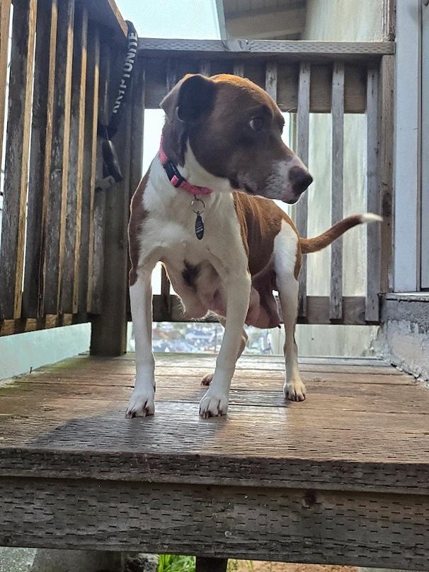 Enlarge Carolina Reaper, a Adoptable mixed breed in Pacifica, CA image 2/5