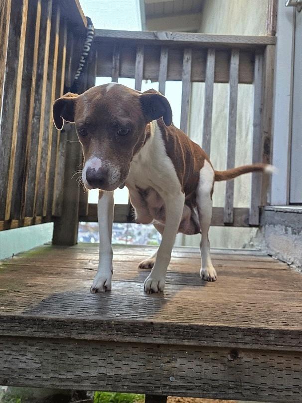 Enlarge Carolina Reaper, a Adoptable mixed breed in Pacifica, CA image 3/5