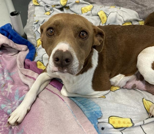 Carolina Reaper, a Adoptable mixed breed in Pacifica, CA image 1/2