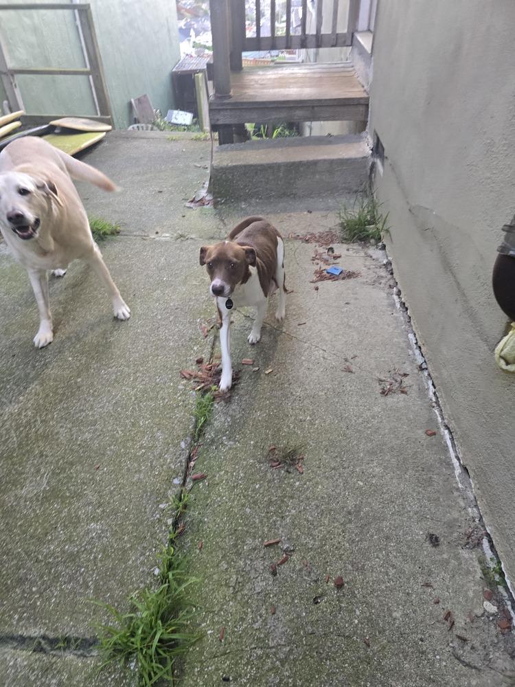 Enlarge Carolina Reaper, a Adoptable mixed breed in Pacifica, CA image 5/5