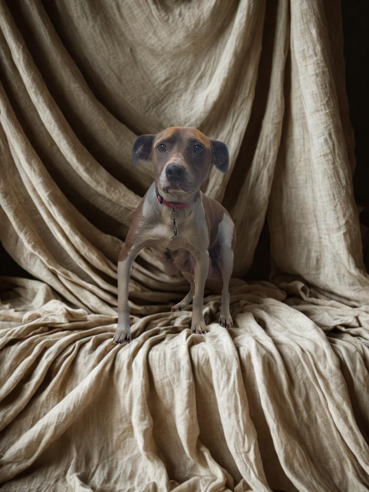 Carolina Reaper, a Adoptable mixed breed in Pacifica, CA image 2/2