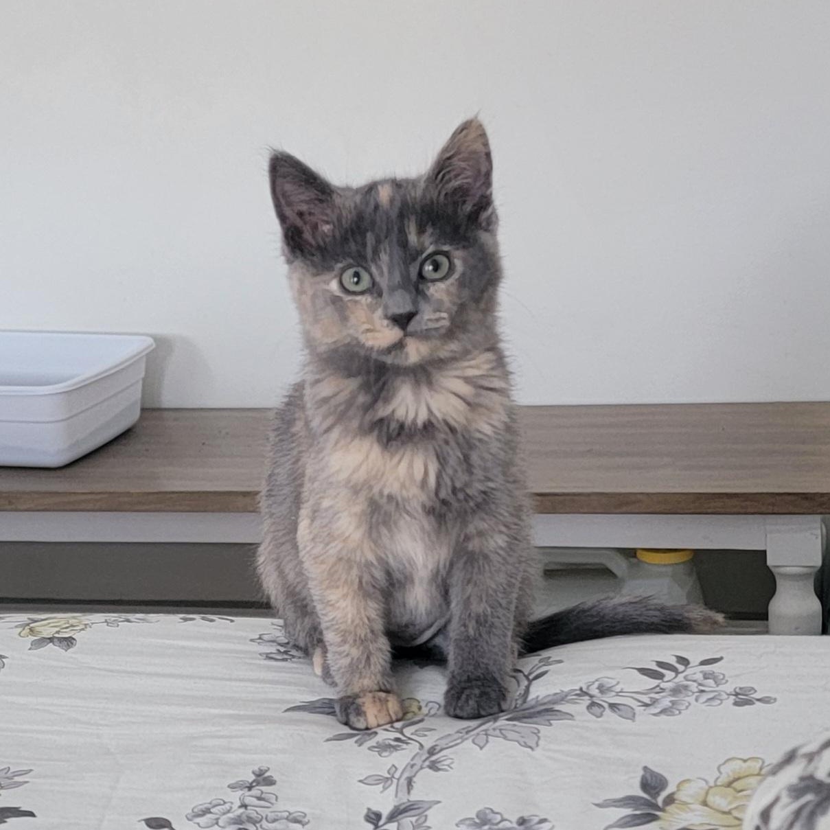 Enlarge Maggie, a Adoptable Dilute Tortoiseshell in Wyandotte, MI image 1/6