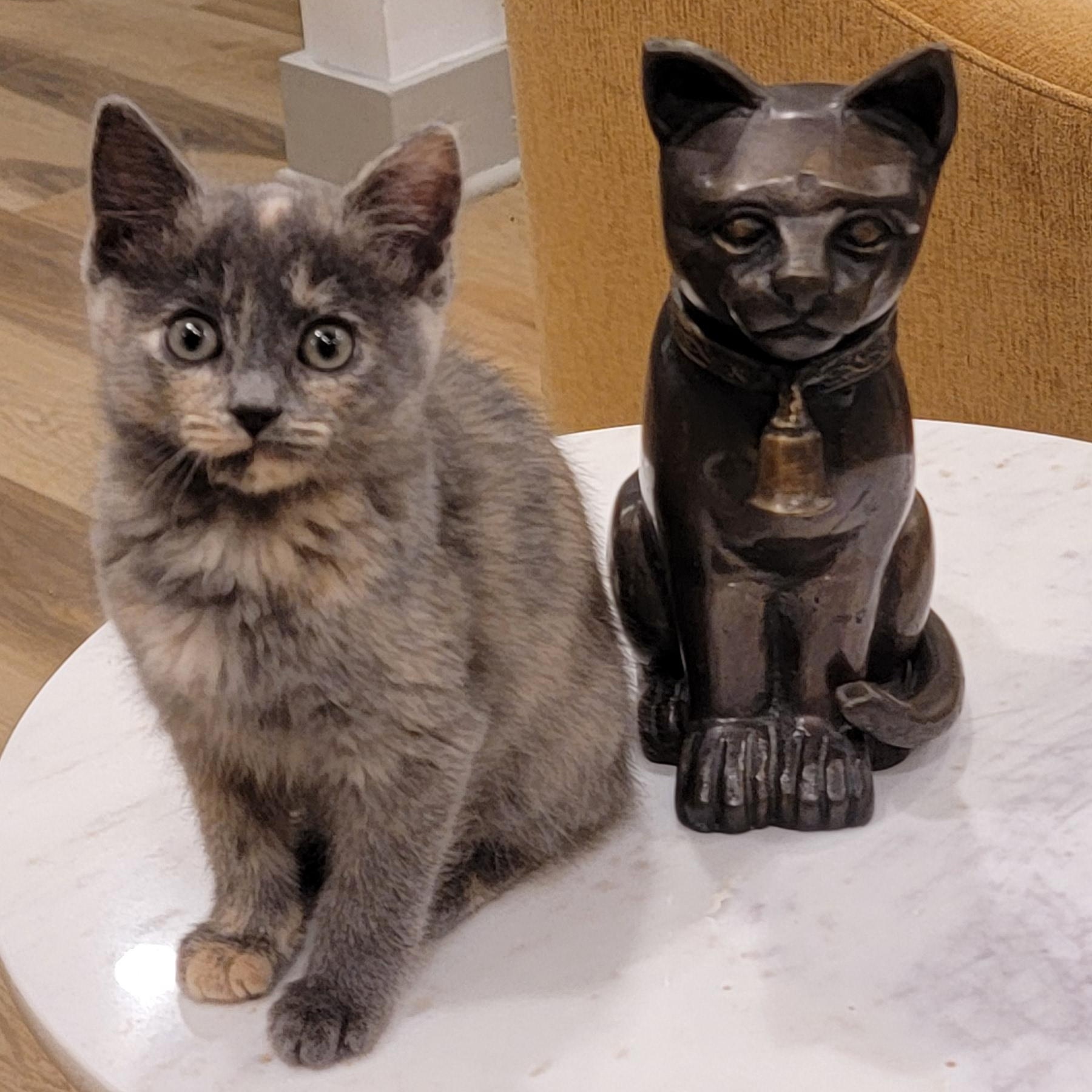 Maggie, a Adoptable Dilute Tortoiseshell in Wyandotte, MI image 3/6