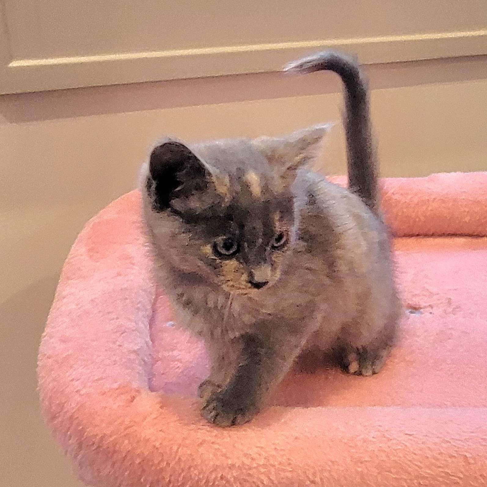 Maggie, a Adoptable Dilute Tortoiseshell in Wyandotte, MI image 5/6