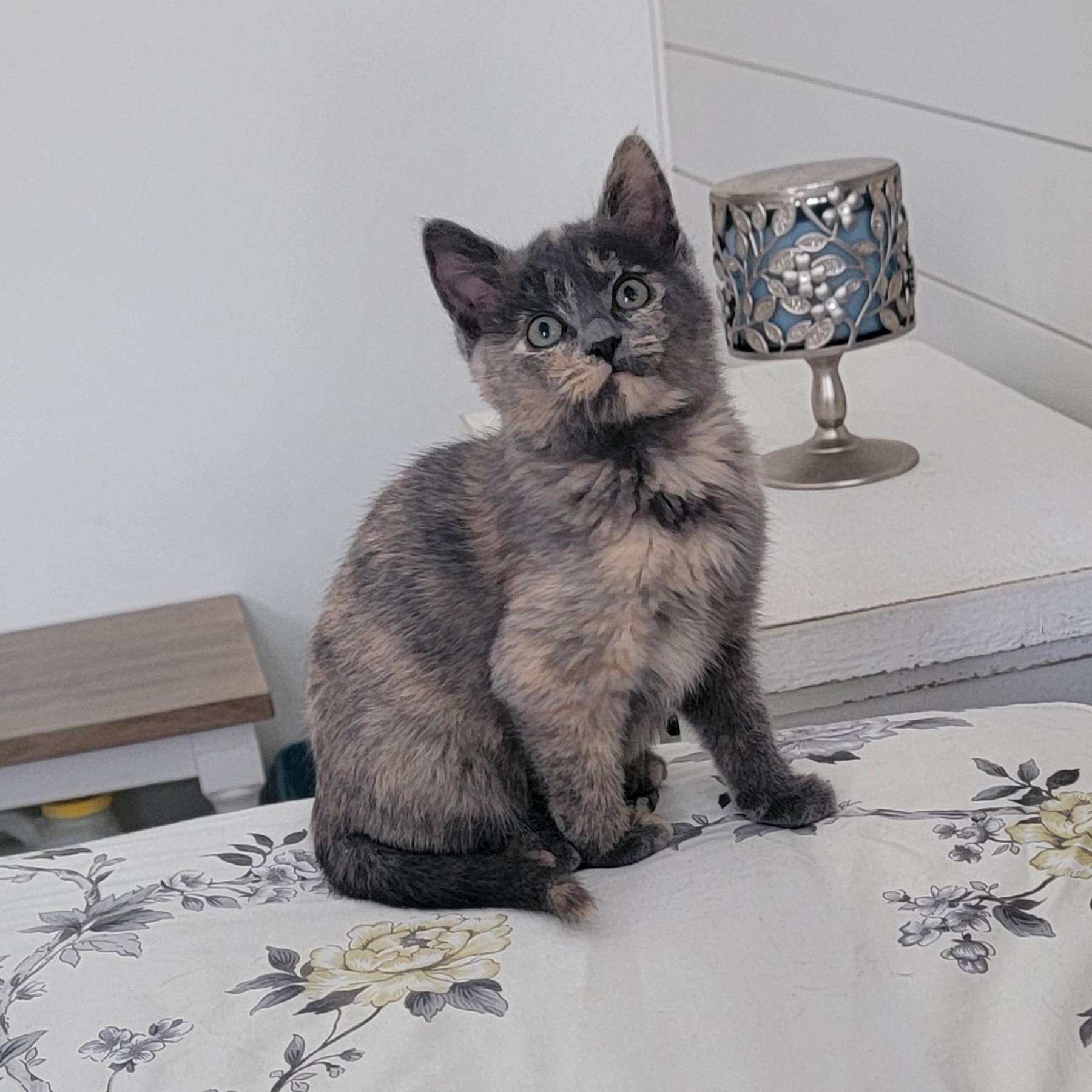 Enlarge Maggie, a Adoptable Dilute Tortoiseshell in Wyandotte, MI image 5/6