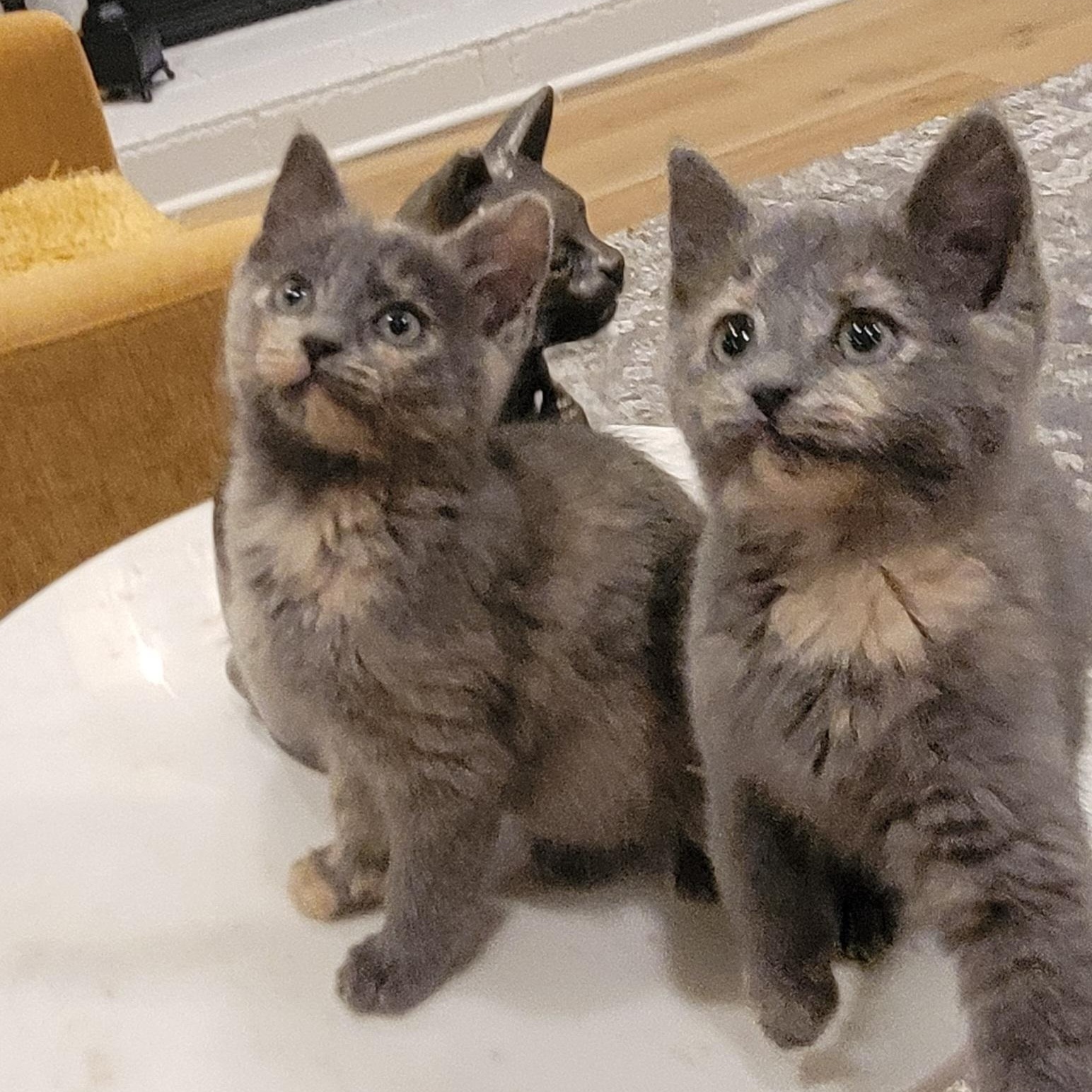 Maggie, a Adoptable Dilute Tortoiseshell in Wyandotte, MI image 1/6