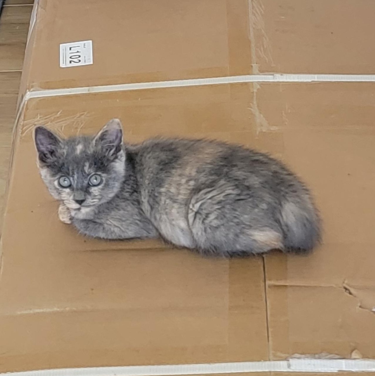 Maggie, a Adoptable Dilute Tortoiseshell in Wyandotte, MI image 6/6