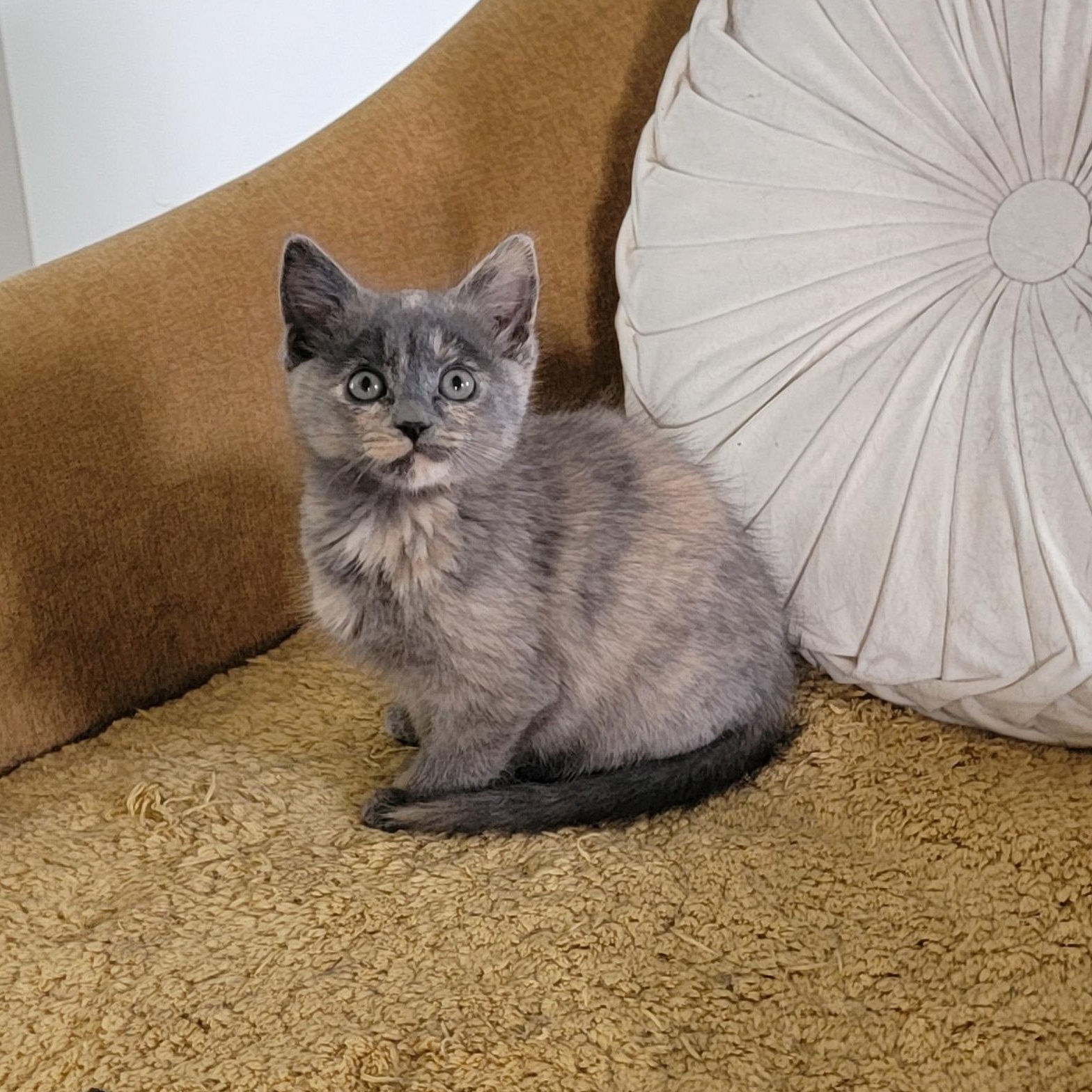 Maggie, a Adoptable Dilute Tortoiseshell in Wyandotte, MI image 2/6