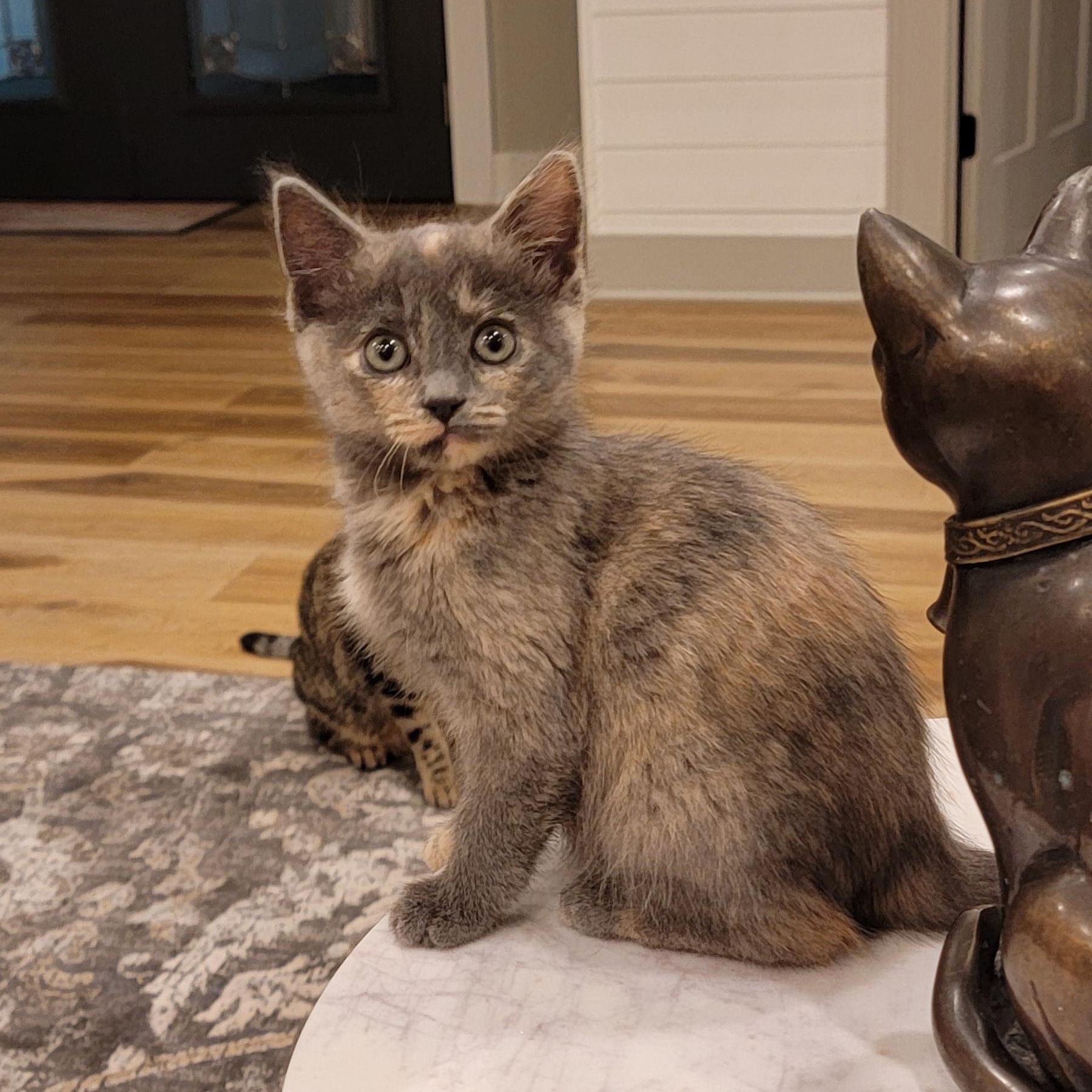 Maggie, a Adoptable Dilute Tortoiseshell in Wyandotte, MI image 4/6