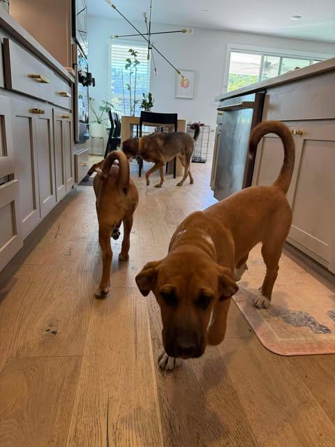 Enlarge Jessie, an adopted mixed breed in Lockhart, TX image 3/6