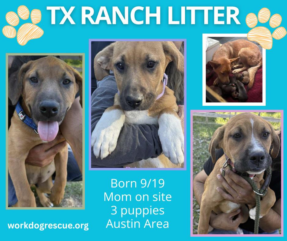 Enlarge Jessie, an adopted mixed breed in Lockhart, TX image 5/6