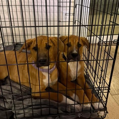 Enlarge Jessie, an adopted mixed breed in Lockhart, TX image 4/6