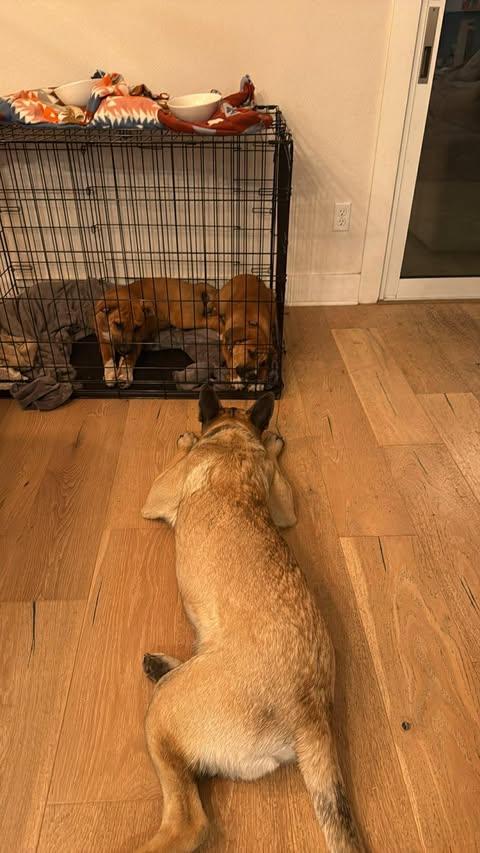 Enlarge Jessie, an adopted mixed breed in Lockhart, TX image 6/6