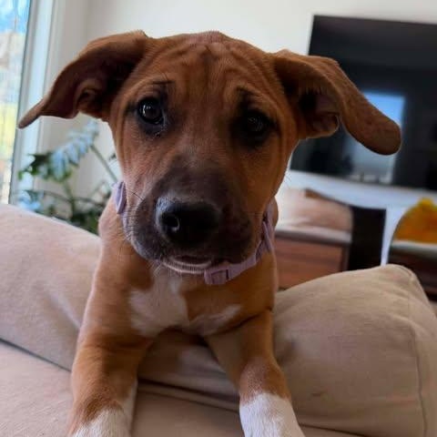 Jessie, adopted, Puppy Female Mixed Breed.