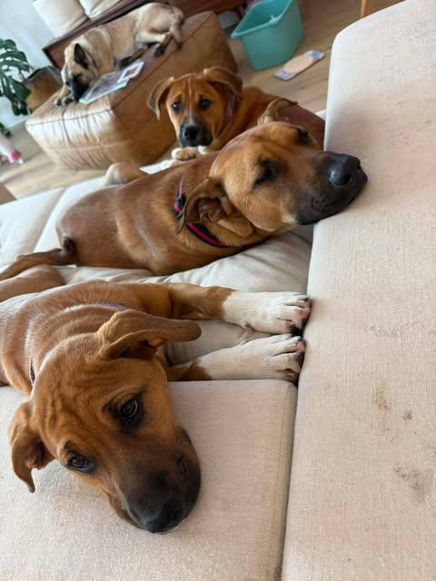 Enlarge Jessie, an adopted mixed breed in Lockhart, TX image 2/6