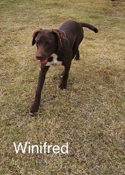 Winifred, Adoptable, Young Female Labrador Retriever.