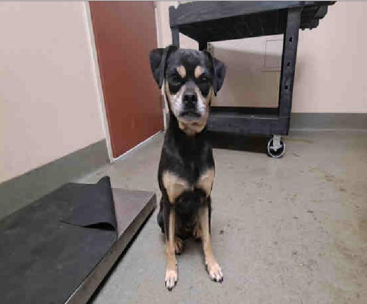 Rocco #13548, Adoptable, Adult Male Puggle.