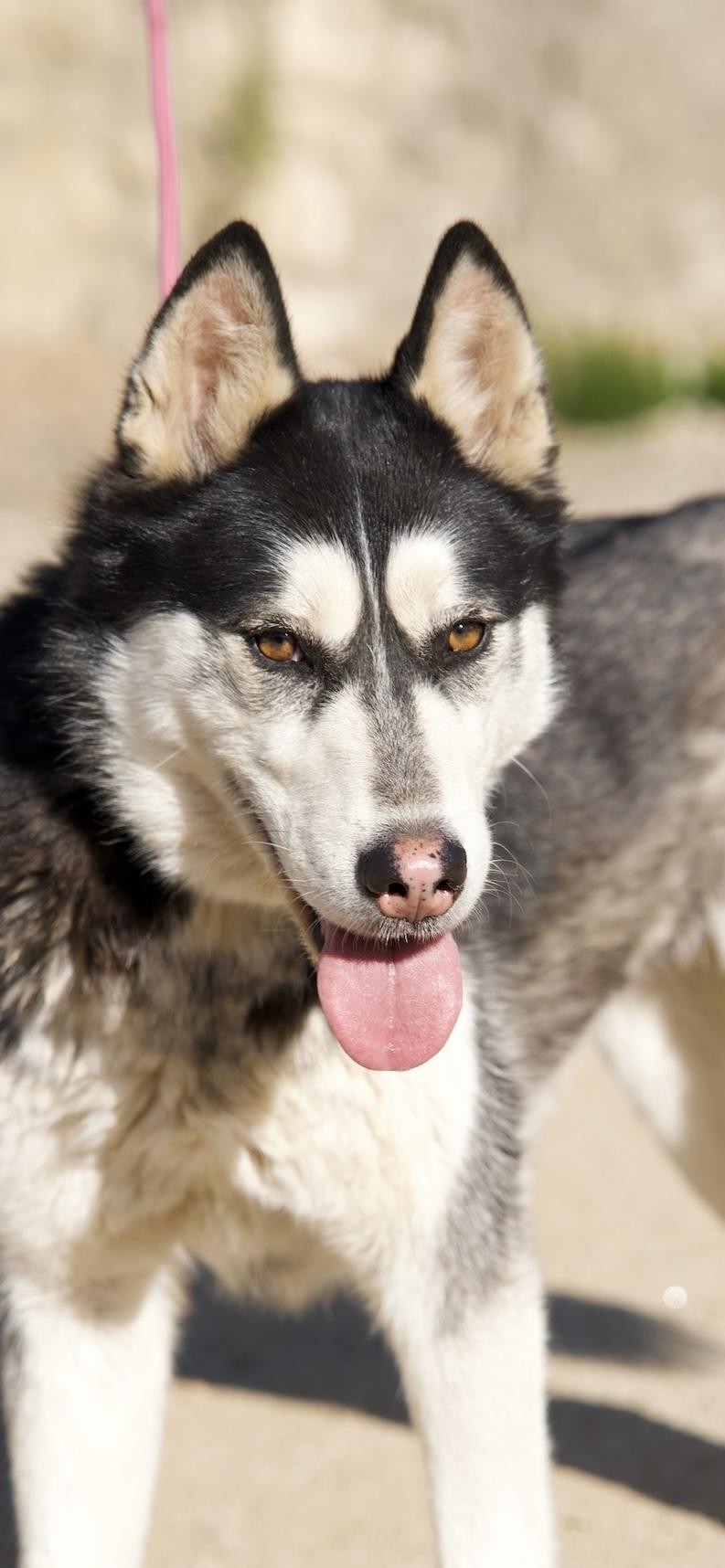 Enlarge Kayleigh, a Adoptable Husky in Templeton, CA image 1/3