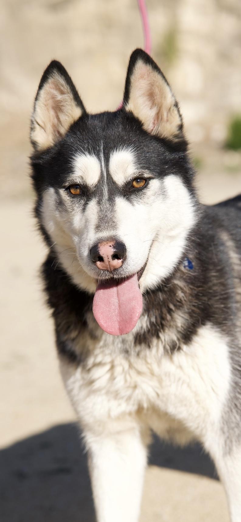 Kayleigh, Adoptable, Adult Female Husky.