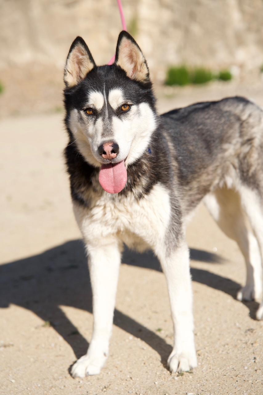 Enlarge Kayleigh, a Adoptable Husky in Templeton, CA image 3/3