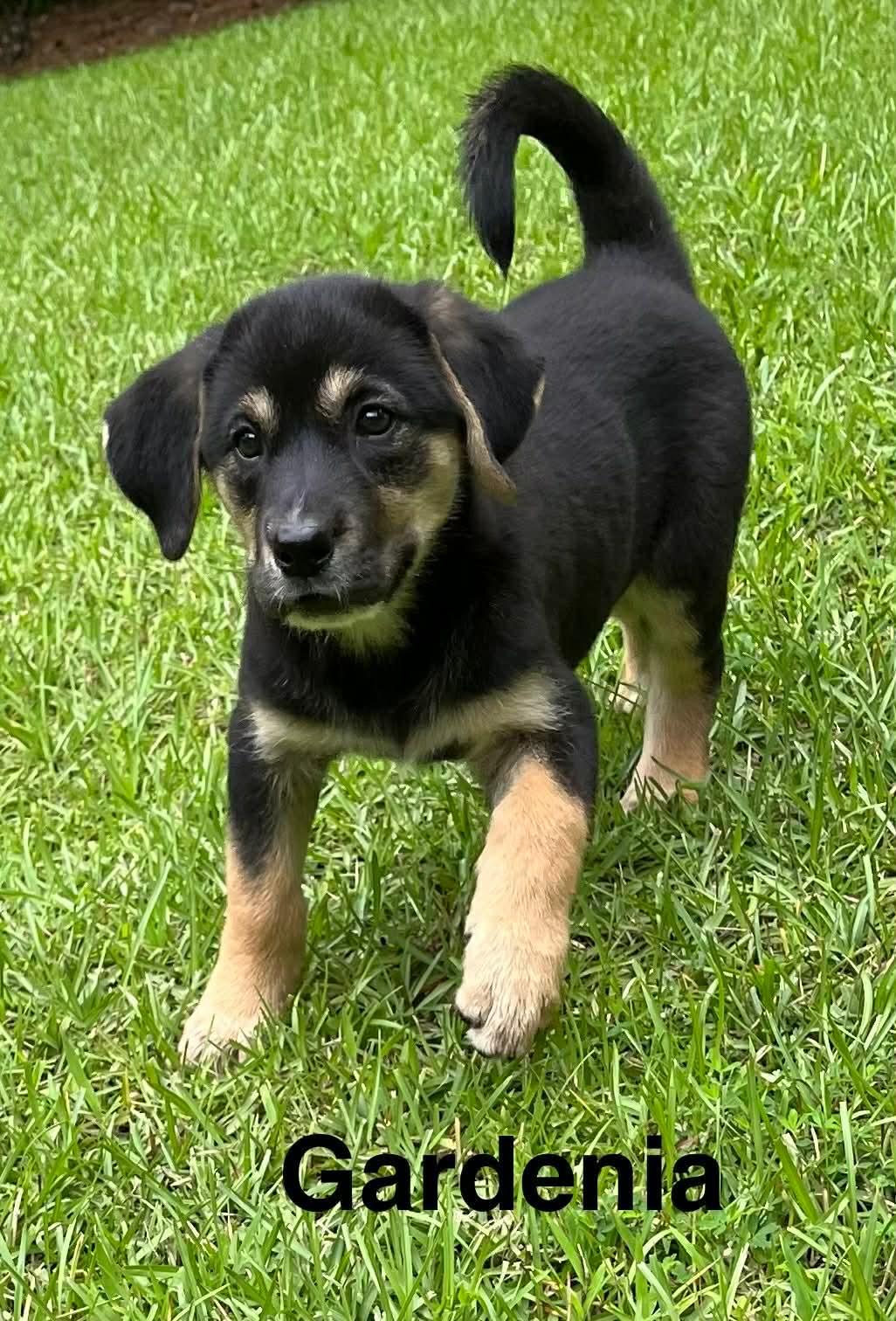 Enlarge Gardenia, an adopted mixed breed in Stockbridge, GA image 1/3