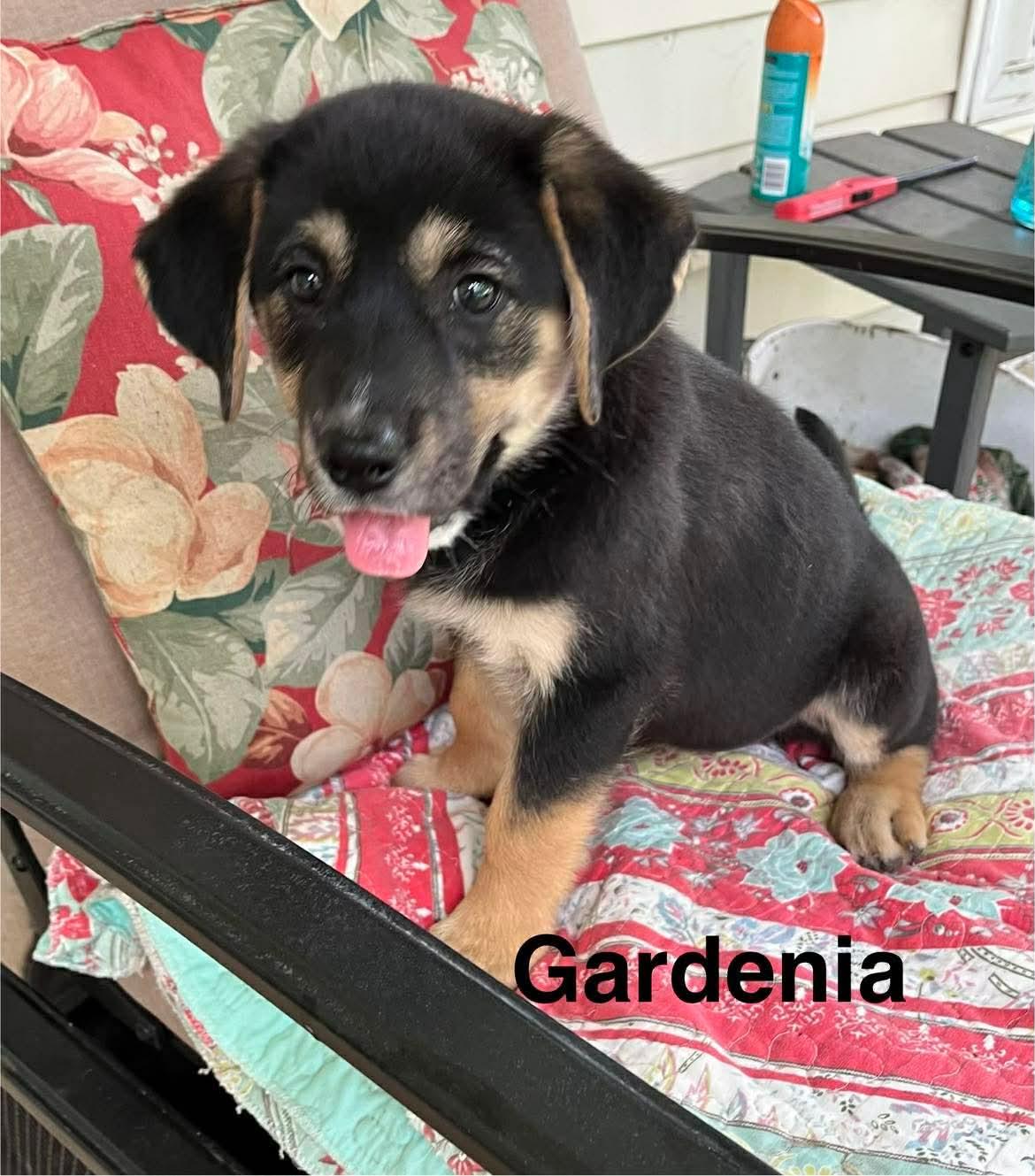 Enlarge Gardenia, an adopted mixed breed in Stockbridge, GA image 2/3