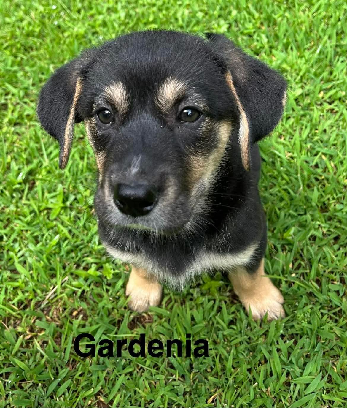 Enlarge Gardenia, an adopted mixed breed in Stockbridge, GA image 3/3