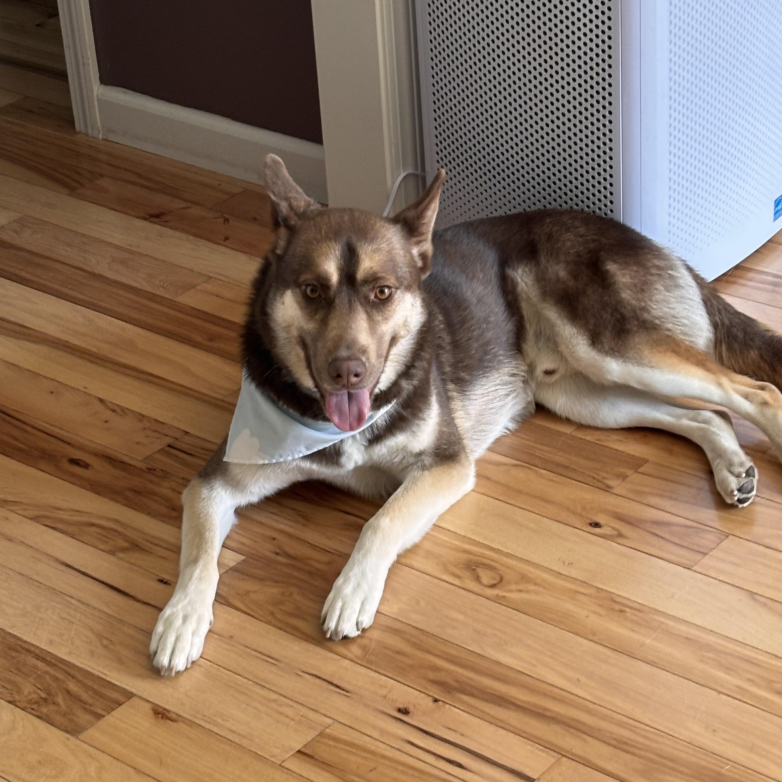 Enlarge Ben, a Adoptable Husky in Weston, MA image 1/4