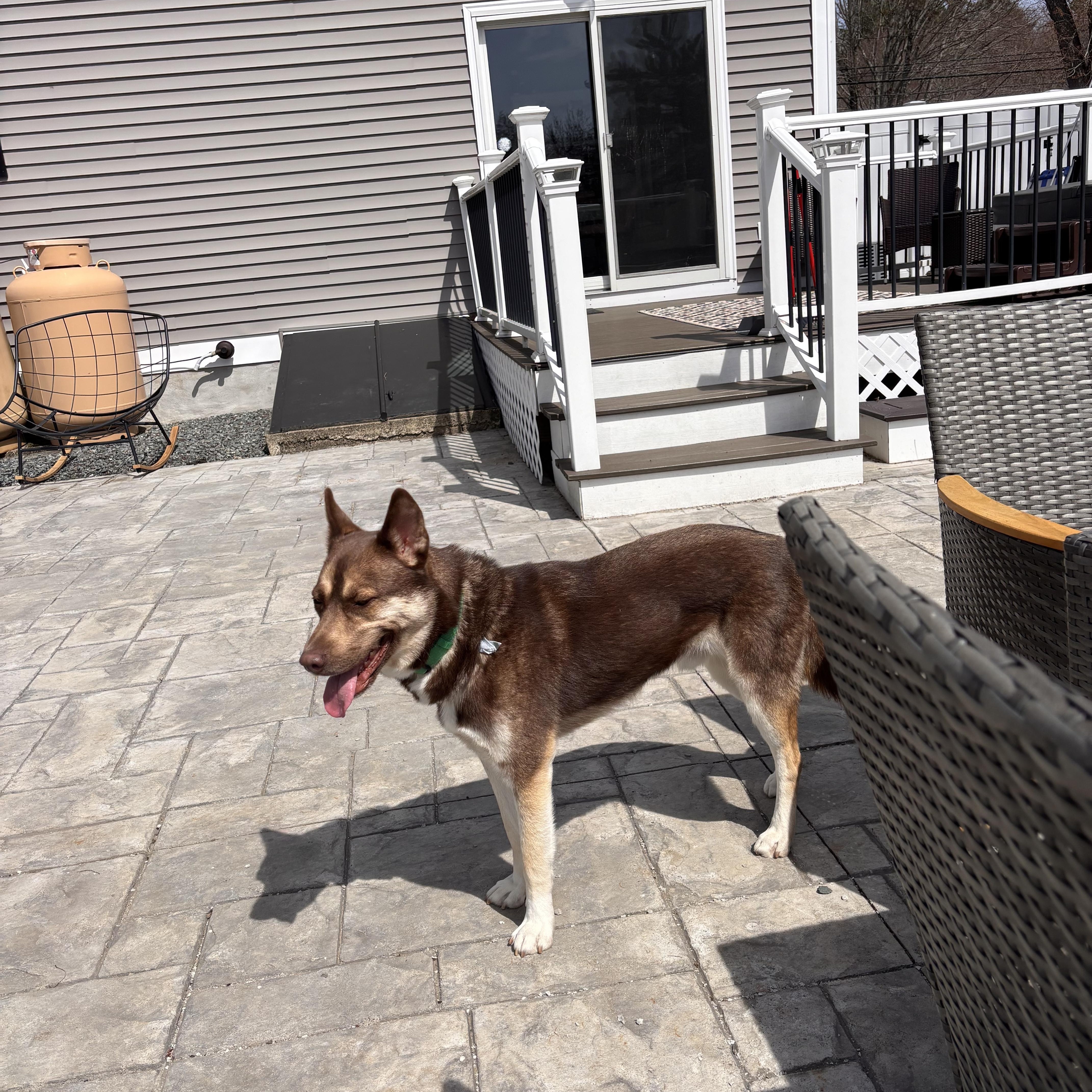 Enlarge Ben, a Adoptable Husky in Weston, MA image 3/4