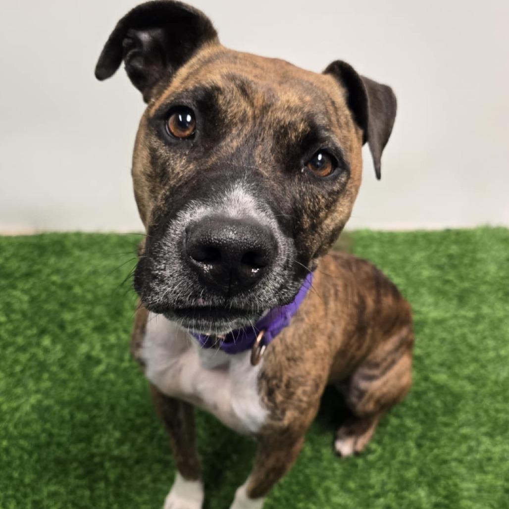 Enlarge Katy, a Adoptable mixed breed in Columbia, MO image 1/6