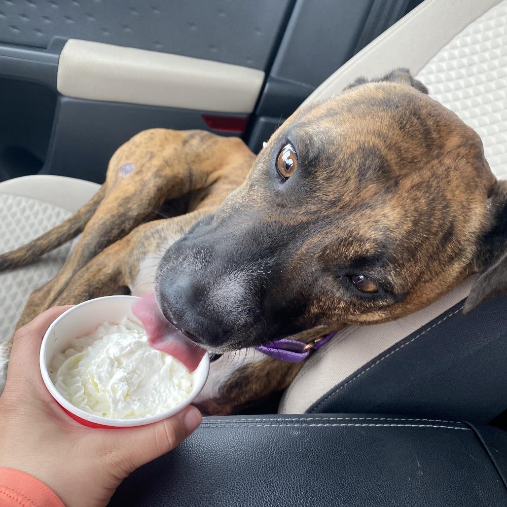 Enlarge Katy, a Adoptable mixed breed in Columbia, MO image 2/6