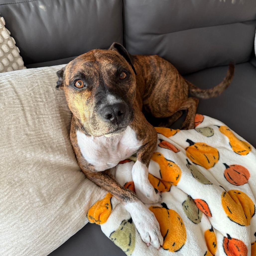 Enlarge Katy, a Adoptable mixed breed in Columbia, MO image 3/6